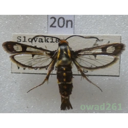 Pyropteron triannuliformis (Freyer, 1843) Czech20n